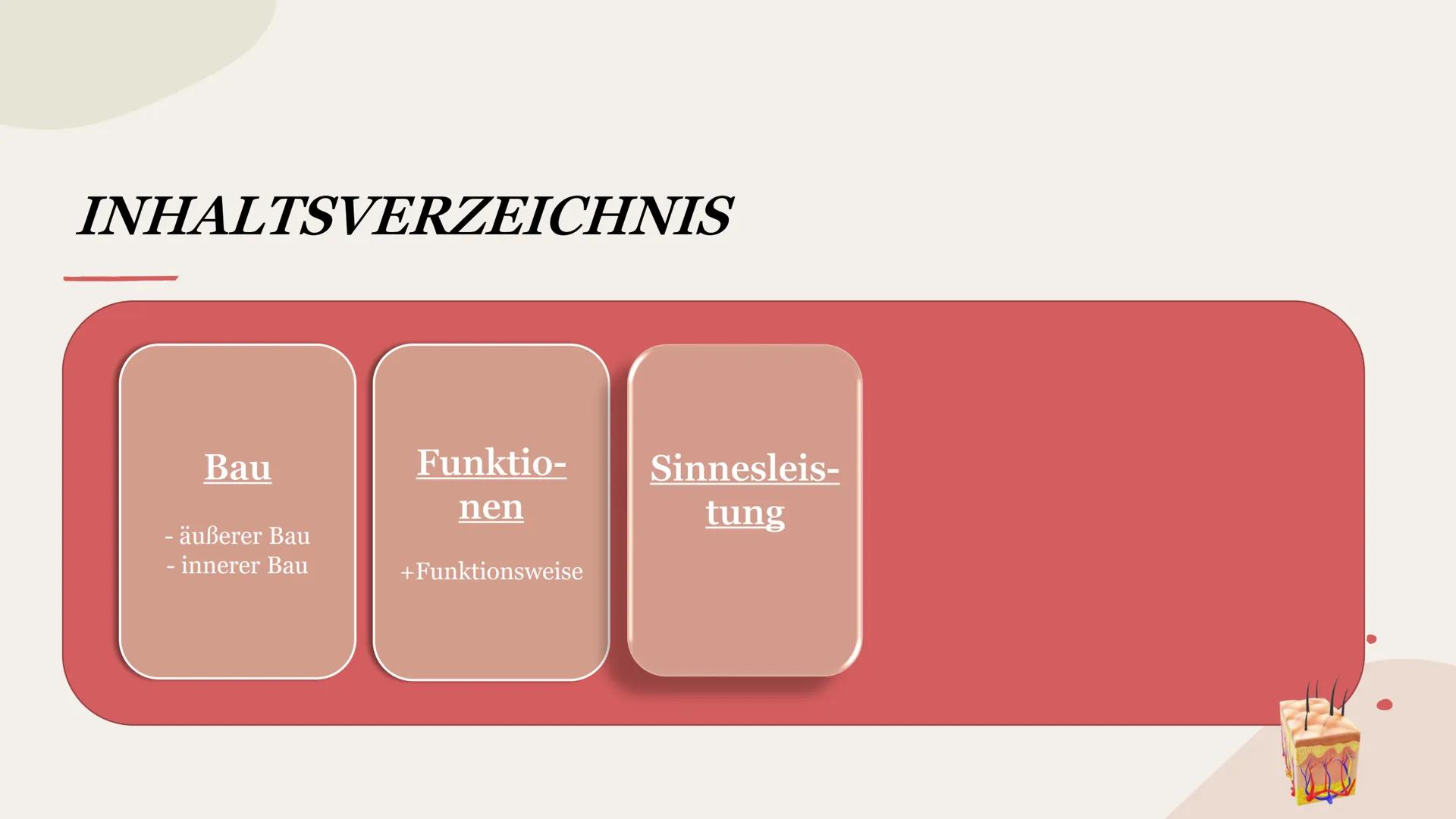 SINNESORGAN HAUT
Präsentation INHALTSVERZEICHNIS
Bau
- äußerer Bau
- innerer Bau INHALTSVERZEICHNIS
Bau
- äußerer Bau
- innerer Bau
Funktio-