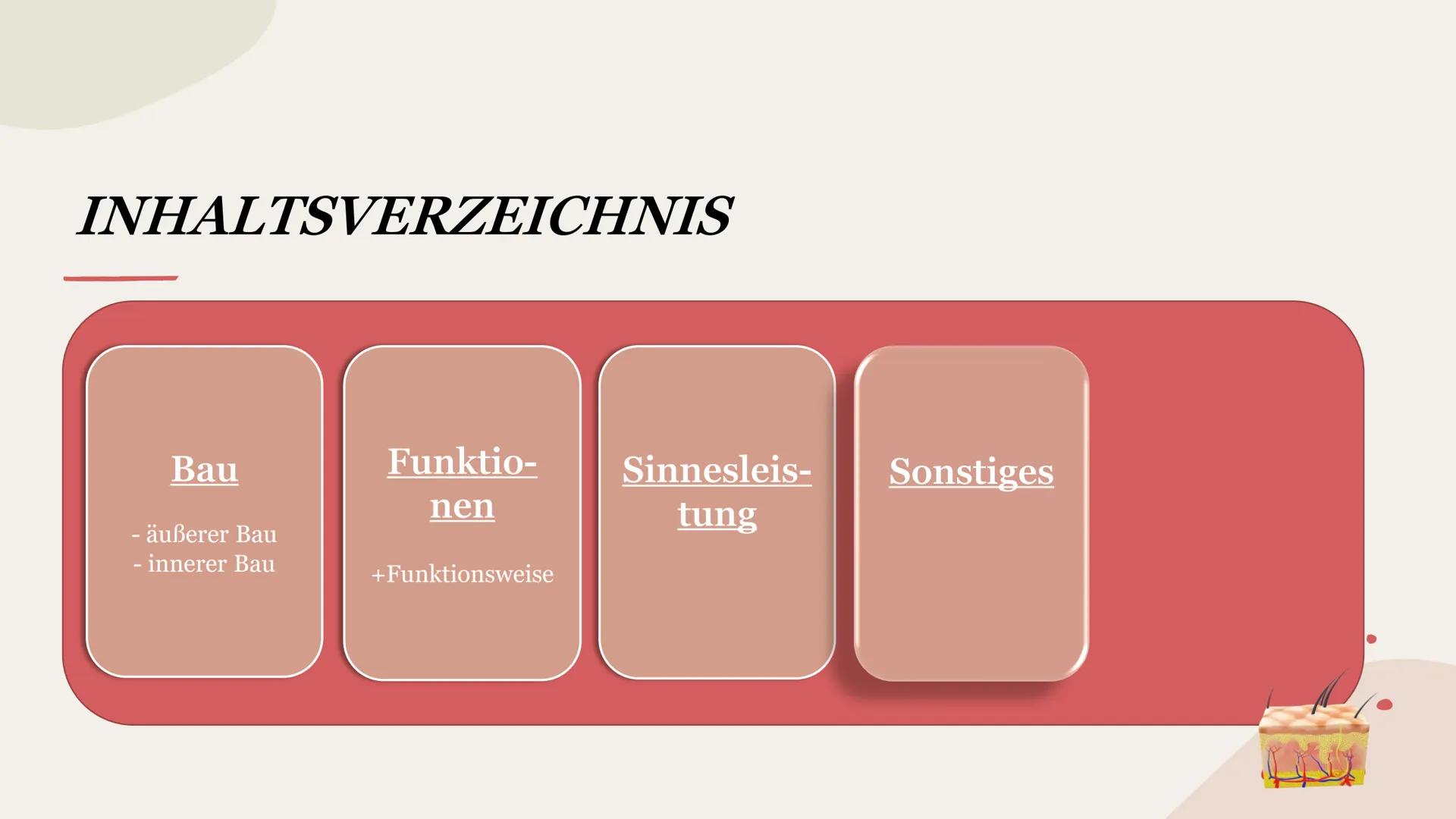 SINNESORGAN HAUT
Präsentation INHALTSVERZEICHNIS
Bau
- äußerer Bau
- innerer Bau INHALTSVERZEICHNIS
Bau
- äußerer Bau
- innerer Bau
Funktio-