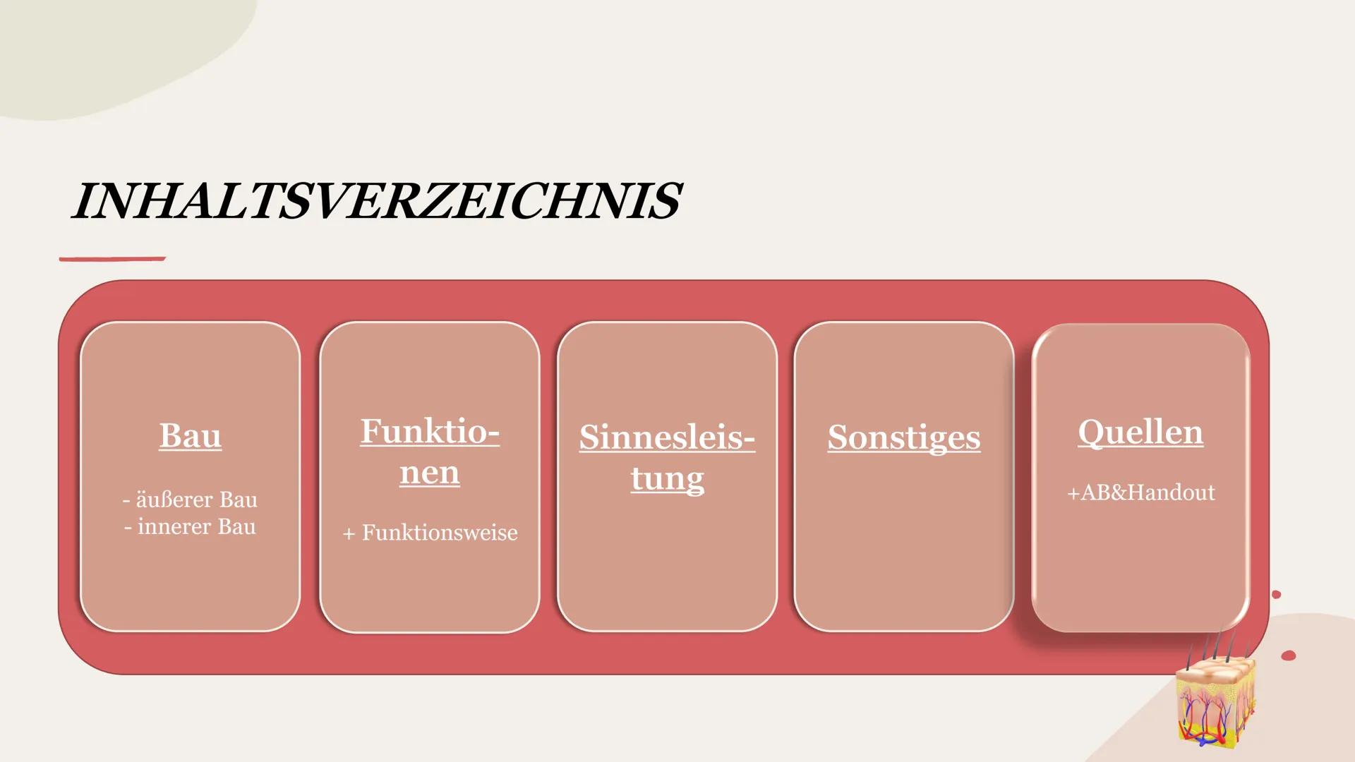 SINNESORGAN HAUT
Präsentation INHALTSVERZEICHNIS
Bau
- äußerer Bau
- innerer Bau INHALTSVERZEICHNIS
Bau
- äußerer Bau
- innerer Bau
Funktio-