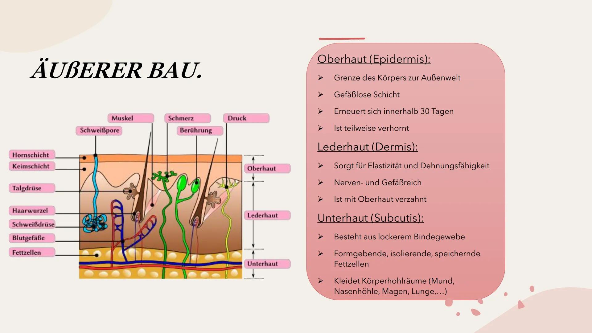 SINNESORGAN HAUT
Präsentation INHALTSVERZEICHNIS
Bau
- äußerer Bau
- innerer Bau INHALTSVERZEICHNIS
Bau
- äußerer Bau
- innerer Bau
Funktio-