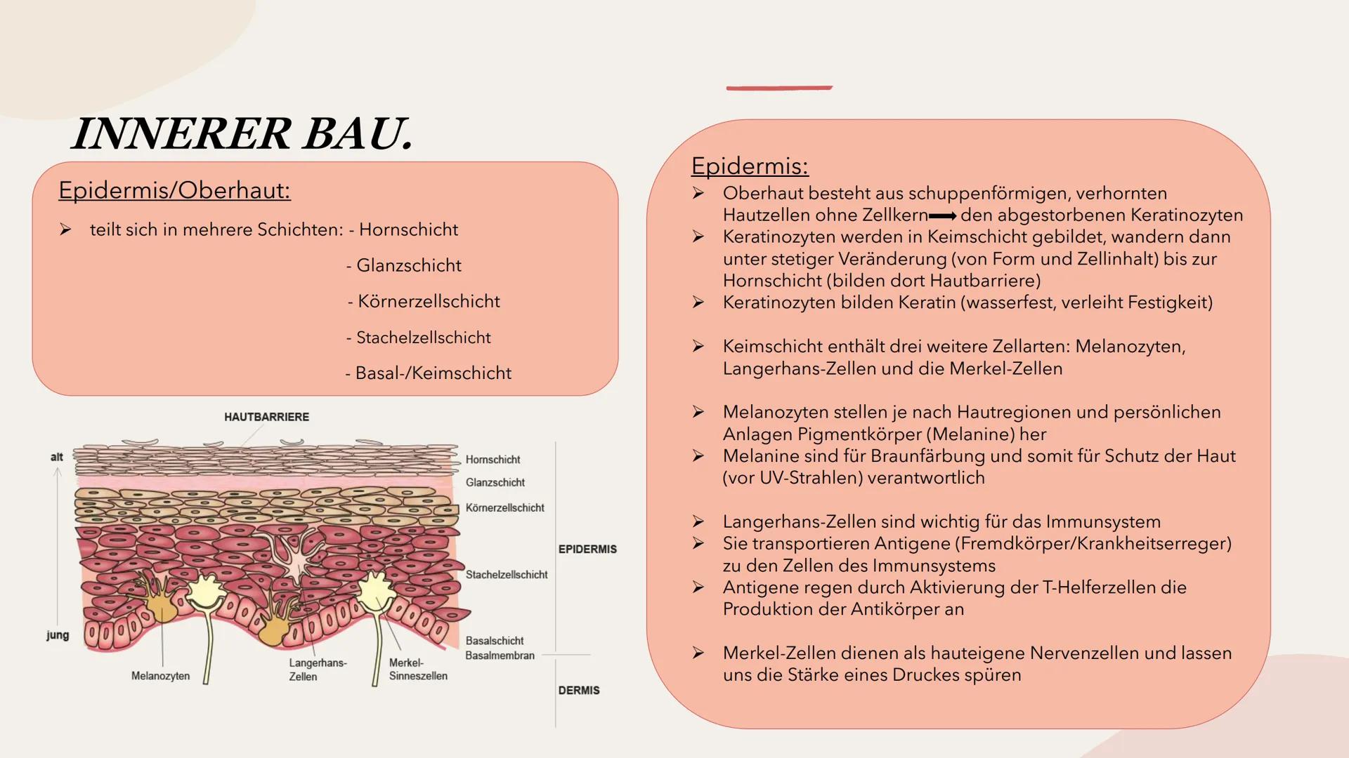 SINNESORGAN HAUT
Präsentation INHALTSVERZEICHNIS
Bau
- äußerer Bau
- innerer Bau INHALTSVERZEICHNIS
Bau
- äußerer Bau
- innerer Bau
Funktio-