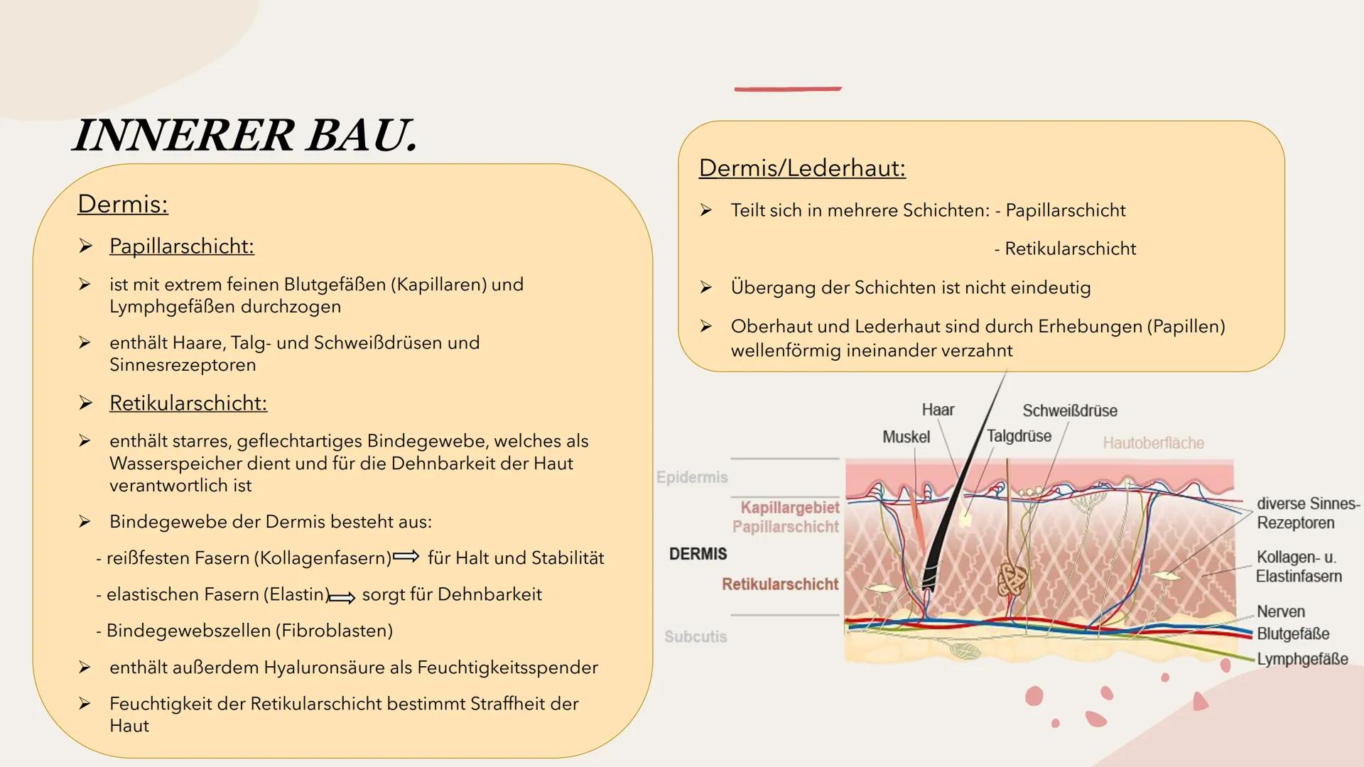 SINNESORGAN HAUT
Präsentation INHALTSVERZEICHNIS
Bau
- äußerer Bau
- innerer Bau INHALTSVERZEICHNIS
Bau
- äußerer Bau
- innerer Bau
Funktio-
