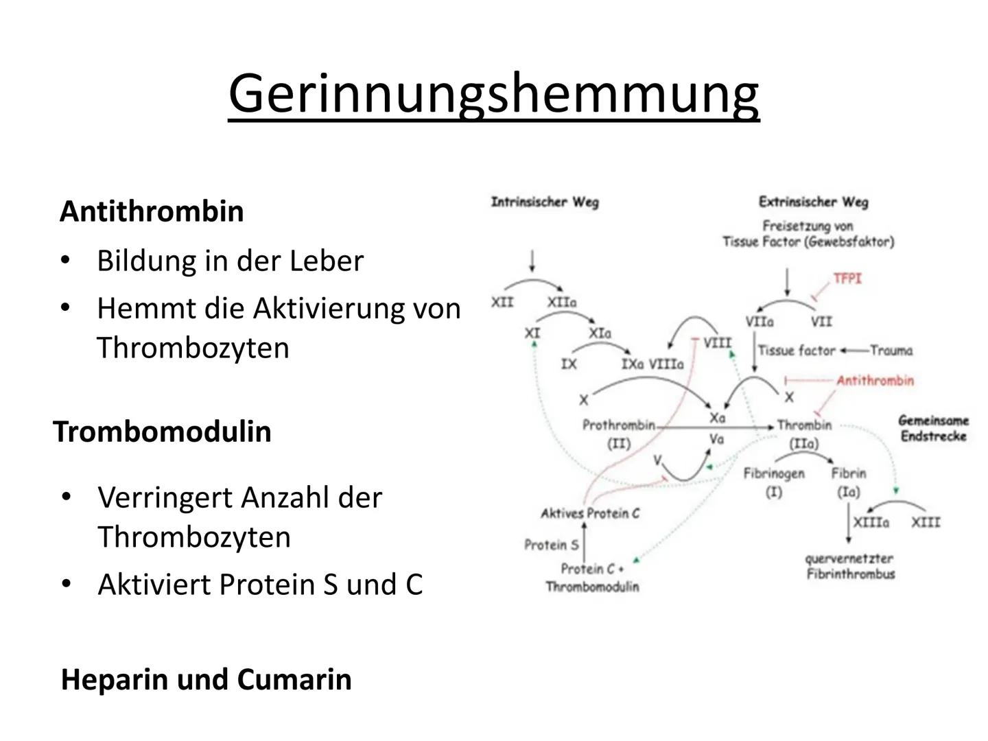 # Hämostase # Inhaltsverzeichnis

*   Was ist Hämostase?
*   Primäre Hämostase
    *   Thrombozytenaggregation
*   Sekundäre Hämostase
    *