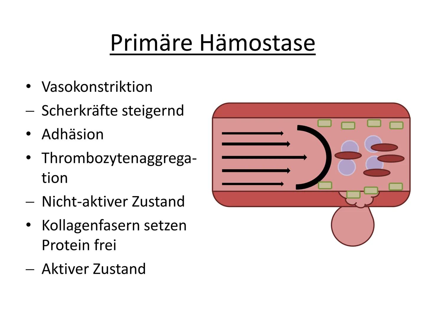 # Hämostase # Inhaltsverzeichnis

*   Was ist Hämostase?
*   Primäre Hämostase
    *   Thrombozytenaggregation
*   Sekundäre Hämostase
    *