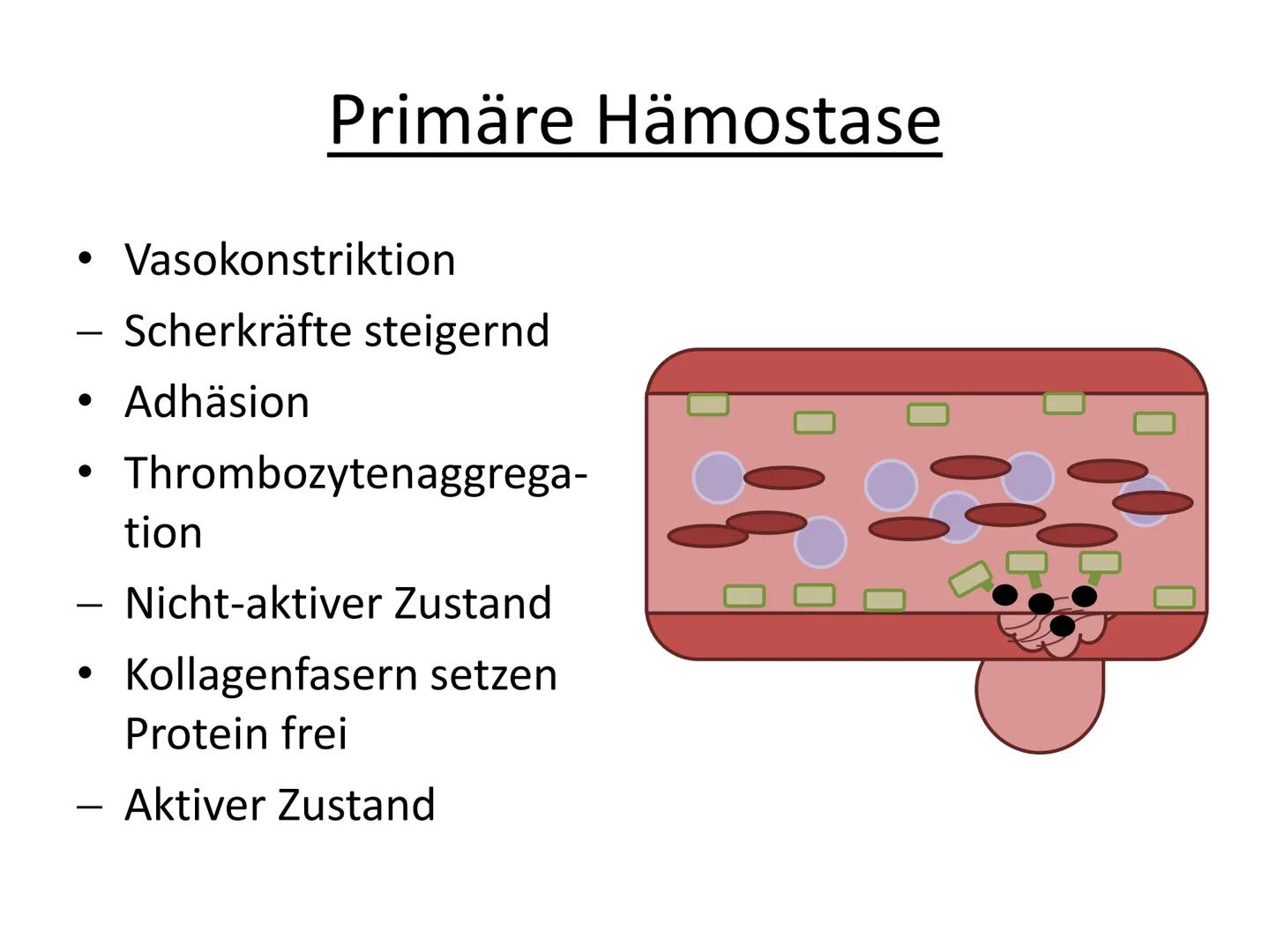 # Hämostase # Inhaltsverzeichnis

*   Was ist Hämostase?
*   Primäre Hämostase
    *   Thrombozytenaggregation
*   Sekundäre Hämostase
    *