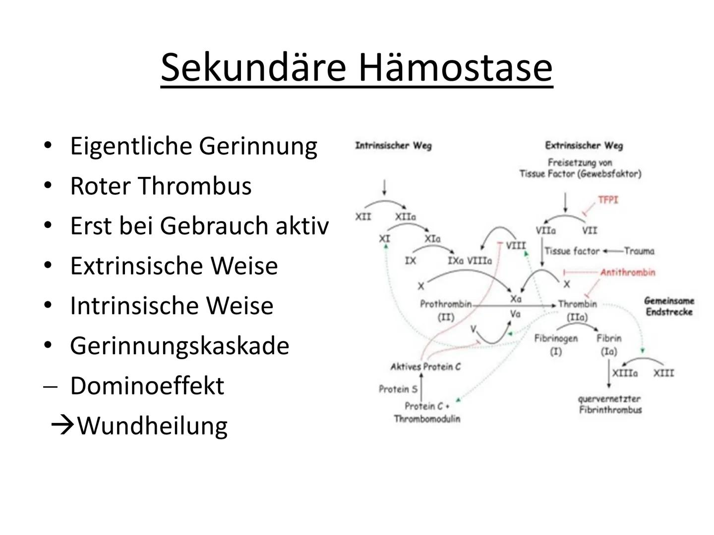 # Hämostase # Inhaltsverzeichnis

*   Was ist Hämostase?
*   Primäre Hämostase
    *   Thrombozytenaggregation
*   Sekundäre Hämostase
    *