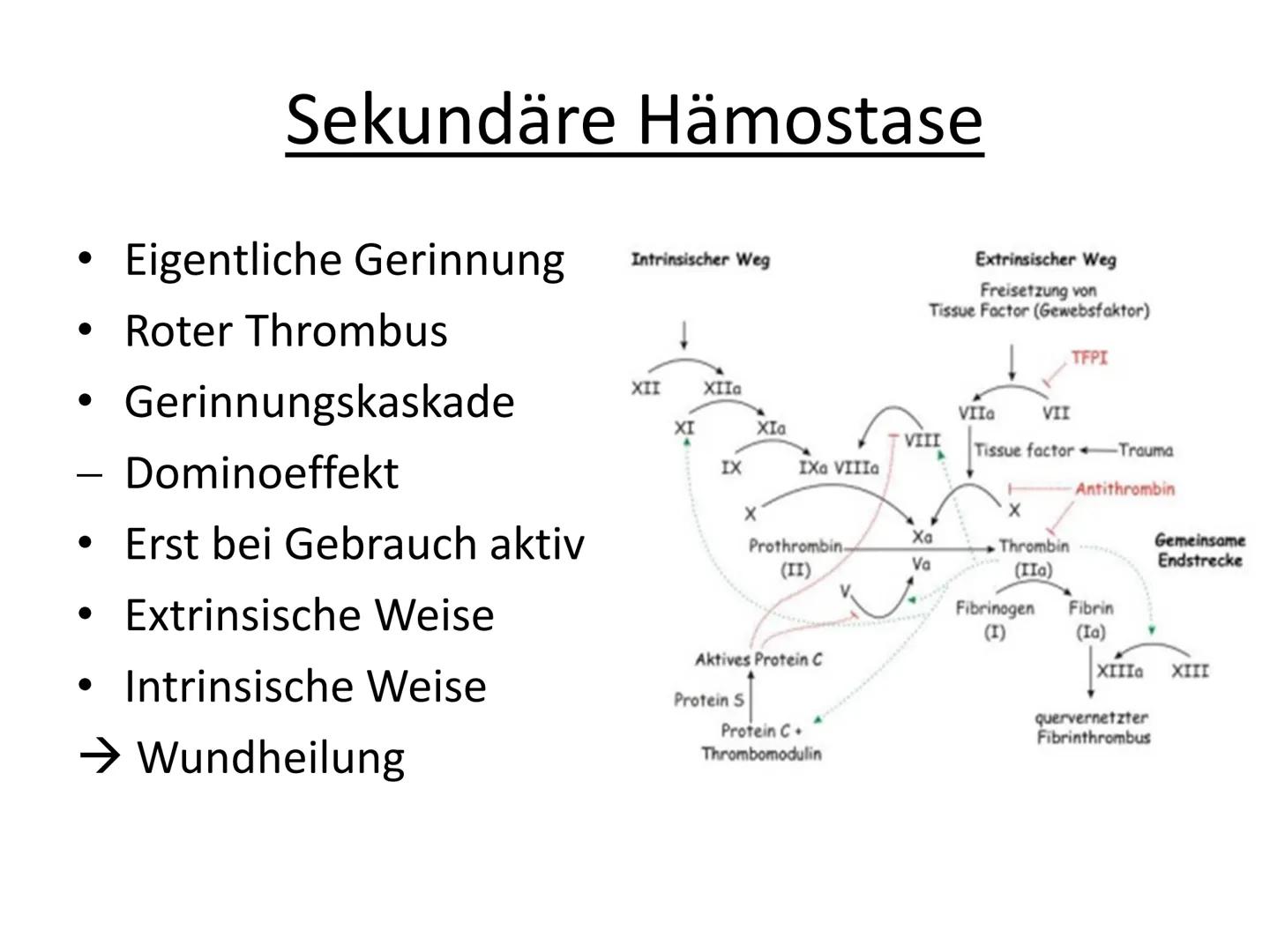 # Hämostase # Inhaltsverzeichnis

*   Was ist Hämostase?
*   Primäre Hämostase
    *   Thrombozytenaggregation
*   Sekundäre Hämostase
    *