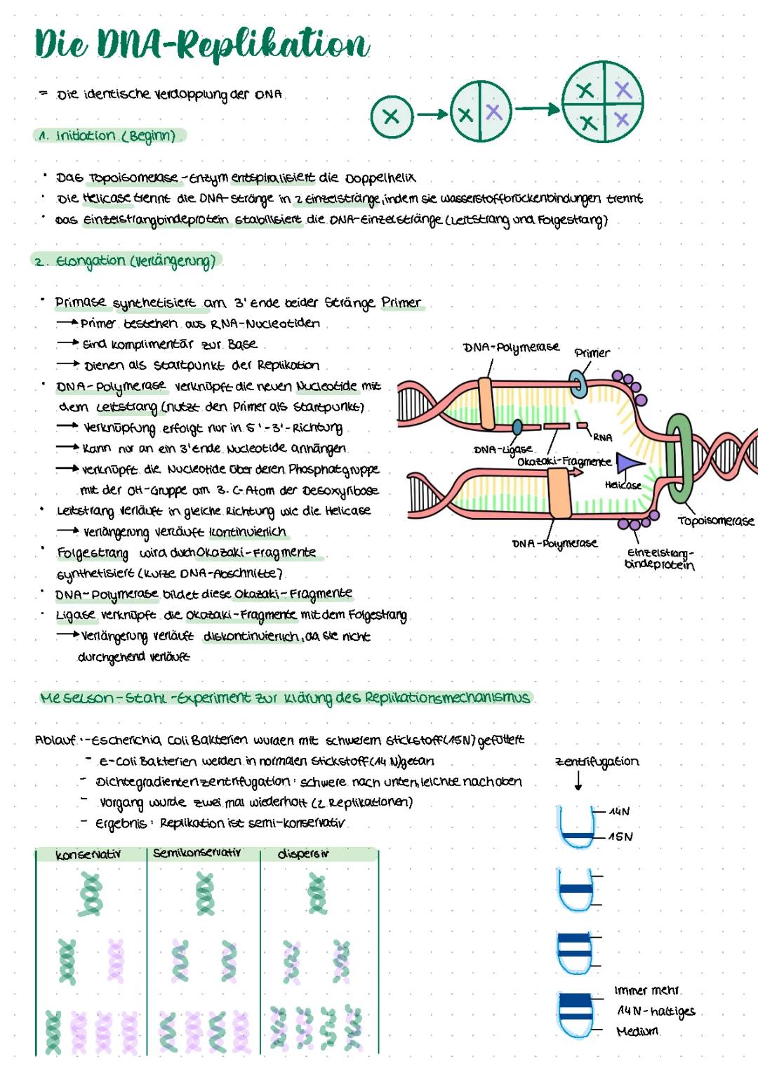 DNA-Replikation: Einfach erklärt mit Arbeitsblatt und PDF