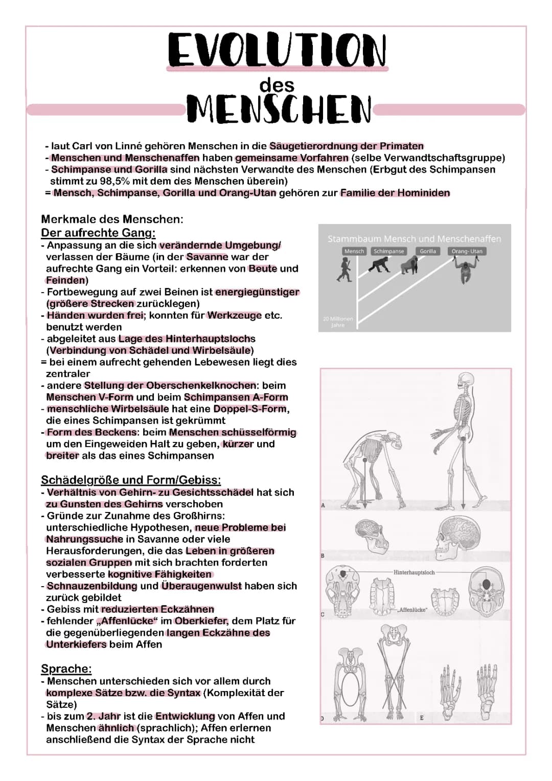 Evolution des Menschen 