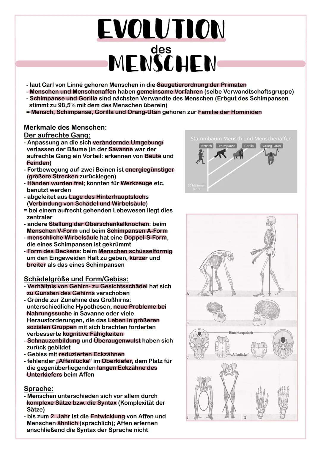 EVOLUTION
des
MENSCHEN
- laut Carl von Linné gehören Menschen in die Säugetierordnung der Primaten
- Menschen und Menschenaffen haben gemein