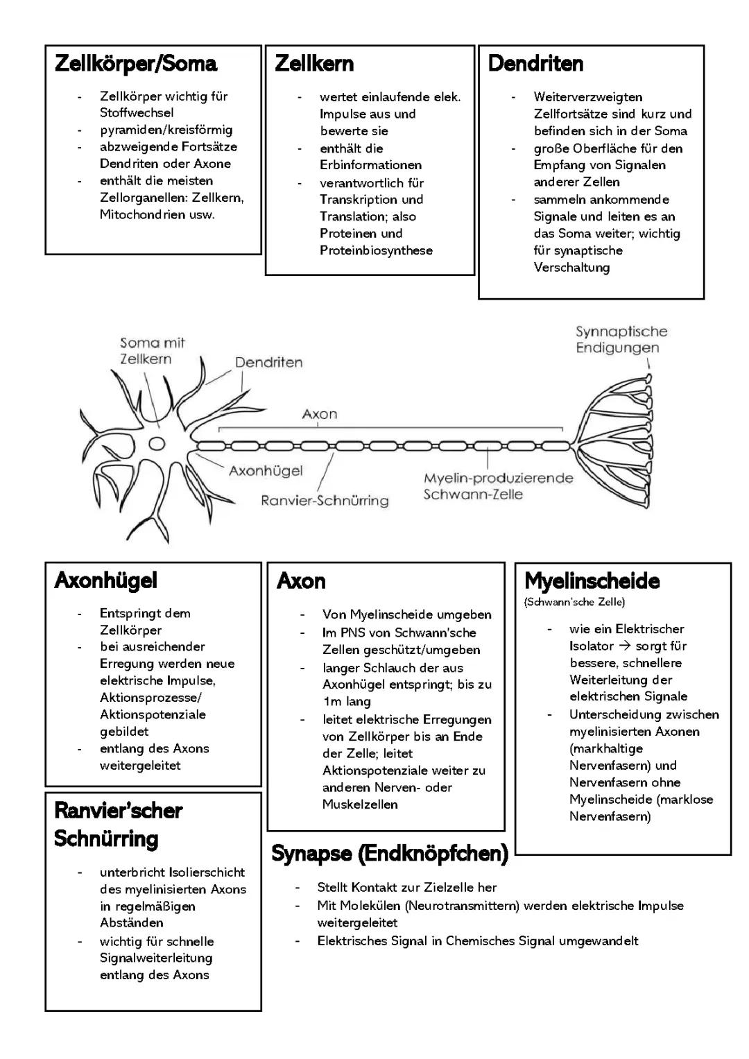 Nervenzellen Aufbau und Funktion
