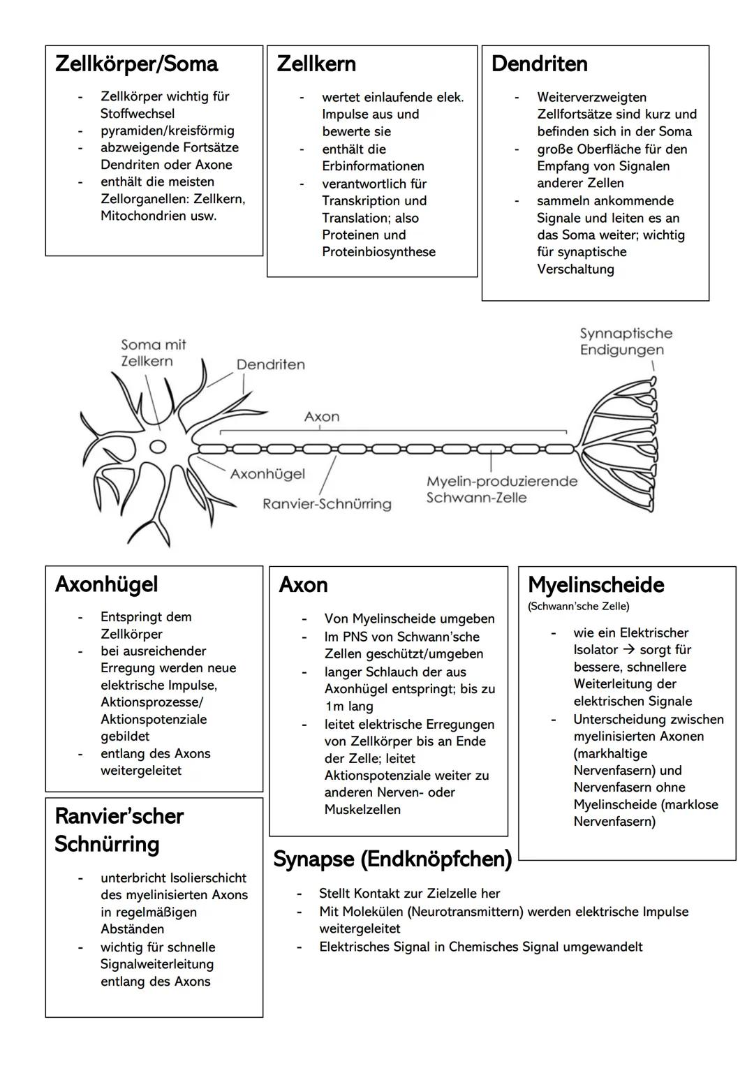 Zellkörper/Soma Zellkern
Zellkörper wichtig für
Stoffwechsel
pyramiden/kreisförmig
abzweigende Fortsätze
Dendriten oder Axone
enthält die me