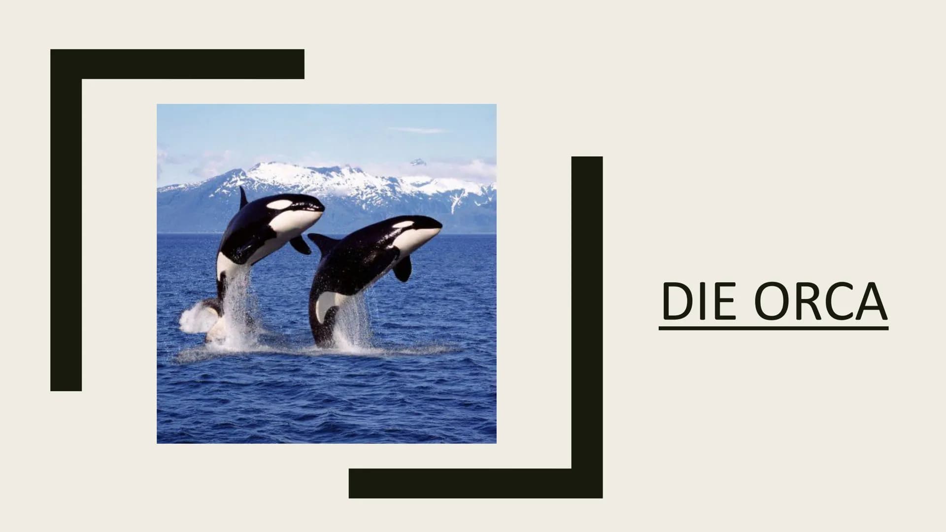 DIE ORCA Inhaltsverzeichnis
■ Gewicht/länge
Feinde
■Wie laut sie sind/wie tief sie tauchen
■ Wo sie leben/was sie essen
■ Schwangerschaft Ge