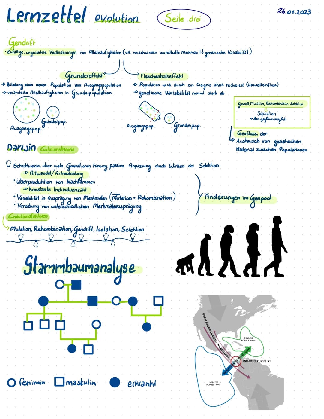 Evolution
und Zukunfsfragen
Biologie Lernzettel evolution
P₁'
O.
° O
Population
↑
0
0
mittelwert
0
P₁
Selektion
aktuelle Generation
überschu
