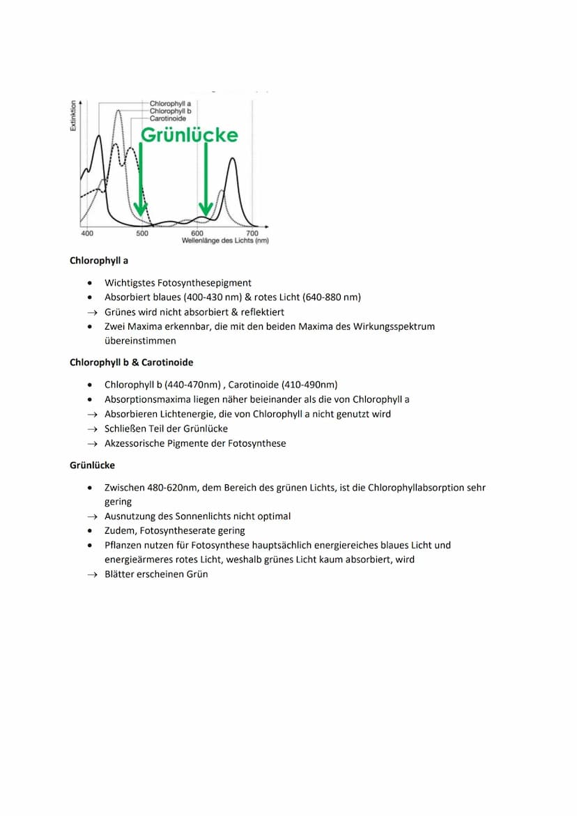 Biologie Lernblätter
1. WIRKUNGS- & ABSORBTIONSSPEKTRUM, BLATTPIGMENTE
Fotosyntheserate
●
105nm 10³nm 1 nm
H
Gamma- Röntgen-
strahlen strahl