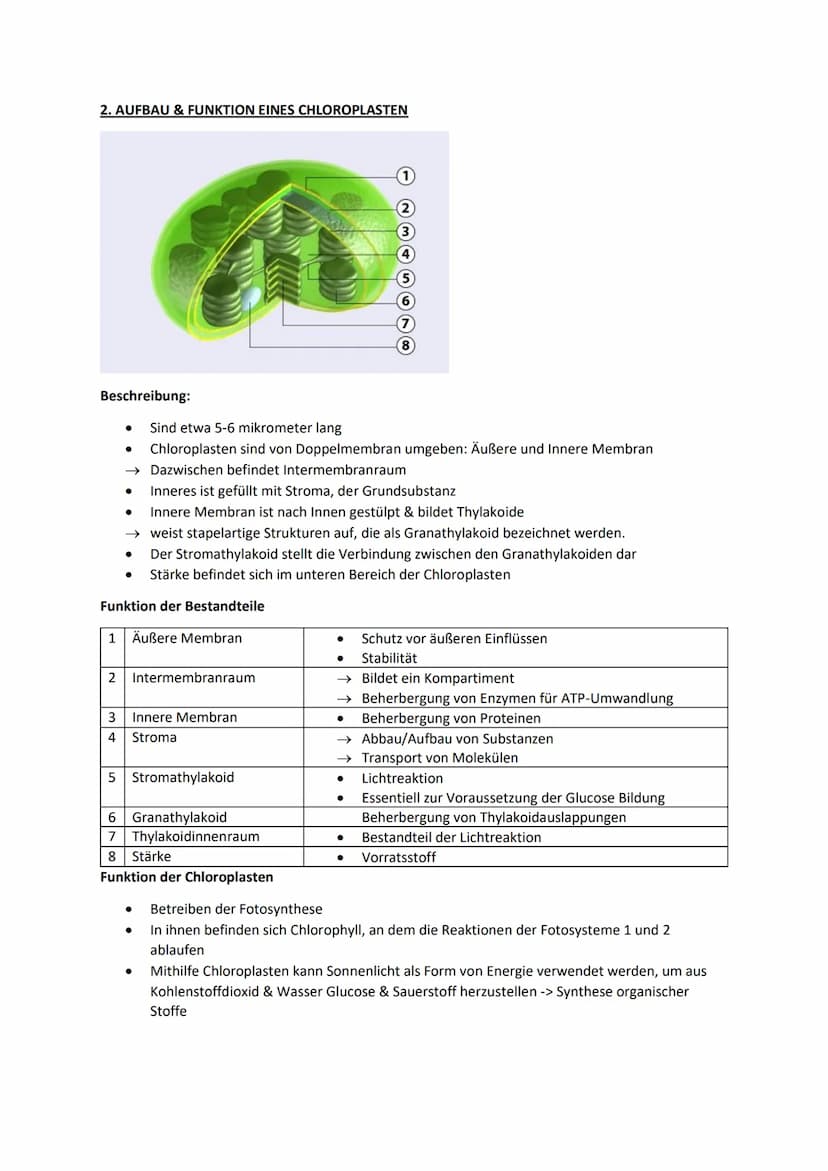 Biologie Lernblätter
1. WIRKUNGS- & ABSORBTIONSSPEKTRUM, BLATTPIGMENTE
Fotosyntheserate
●
105nm 10³nm 1 nm
H
Gamma- Röntgen-
strahlen strahl