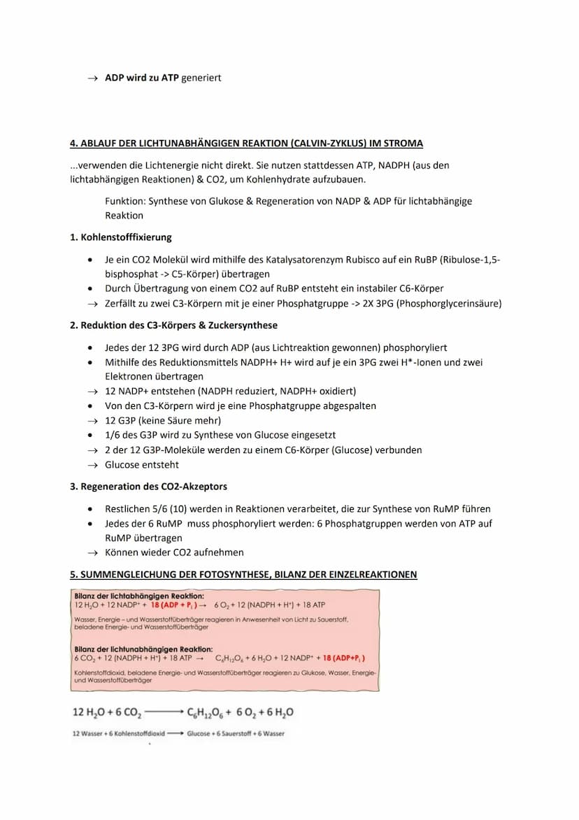 Biologie Lernblätter
1. WIRKUNGS- & ABSORBTIONSSPEKTRUM, BLATTPIGMENTE
Fotosyntheserate
●
105nm 10³nm 1 nm
H
Gamma- Röntgen-
strahlen strahl