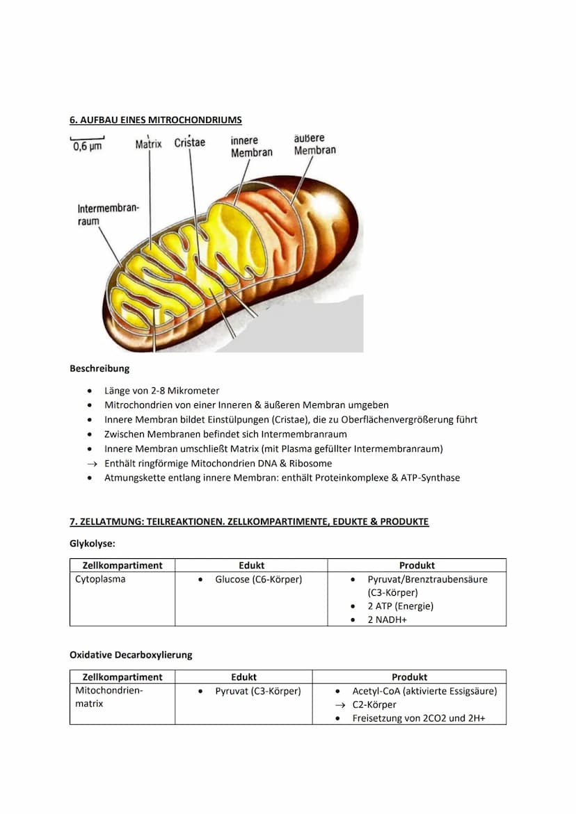 Biologie Lernblätter
1. WIRKUNGS- & ABSORBTIONSSPEKTRUM, BLATTPIGMENTE
Fotosyntheserate
●
105nm 10³nm 1 nm
H
Gamma- Röntgen-
strahlen strahl