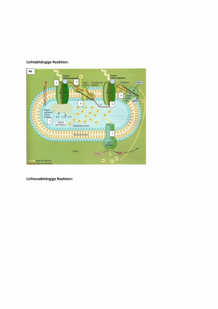 Biologie Lernblätter
1. WIRKUNGS- & ABSORBTIONSSPEKTRUM, BLATTPIGMENTE
Fotosyntheserate
●
105nm 10³nm 1 nm
H
Gamma- Röntgen-
strahlen strahl
