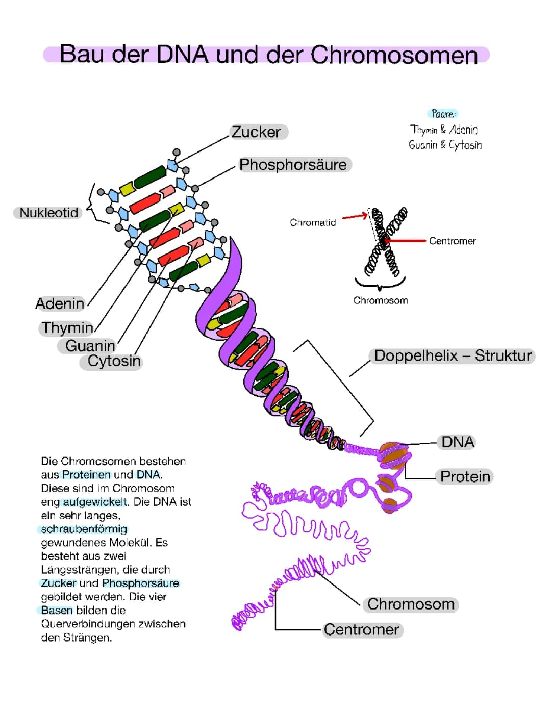 Bau der DNA und der Chromosomen 