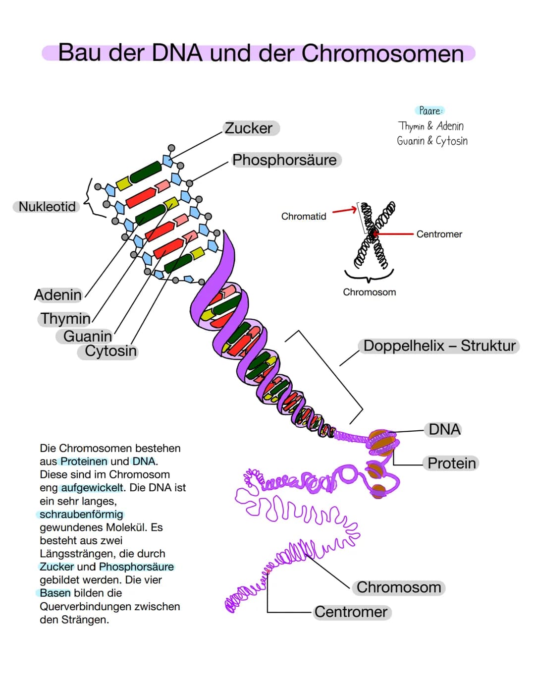 Bau der DNA und der Chromosomen
Nukleotid
Adenin
Thymin
Guanin
Cytosin
Zucker
Die Chromosomen bestehen
aus Proteinen und DNA.
Diese sind im 