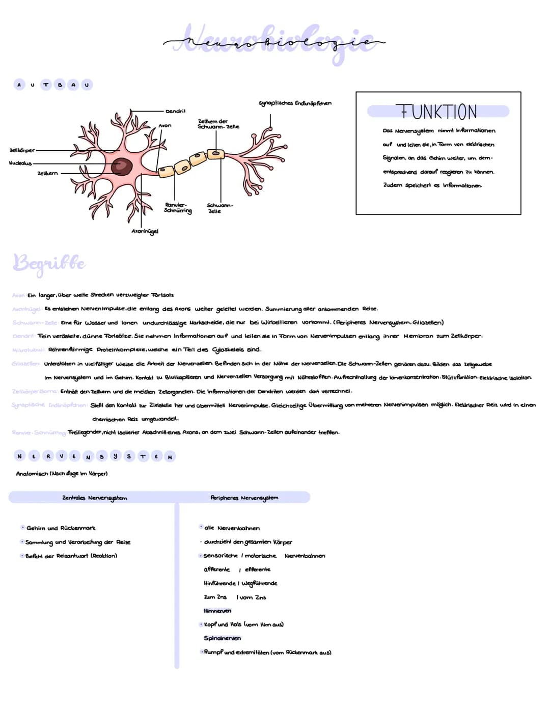 Zellkörper
Nucleolus
Zellkern
Begribbe
N
€ R VE N Sy
Anatomisch (Nach Lage im Körper)
Zentrales Nervensystem
Axonhügel
Axon
Gehirn und Rücke