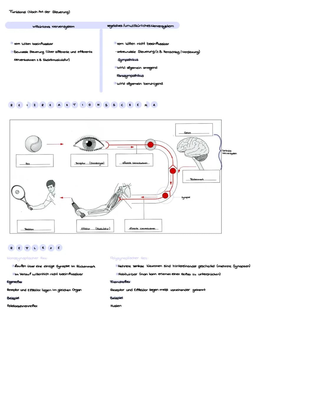 Zellkörper
Nucleolus
Zellkern
Begribbe
N
€ R VE N Sy
Anatomisch (Nach Lage im Körper)
Zentrales Nervensystem
Axonhügel
Axon
Gehirn und Rücke