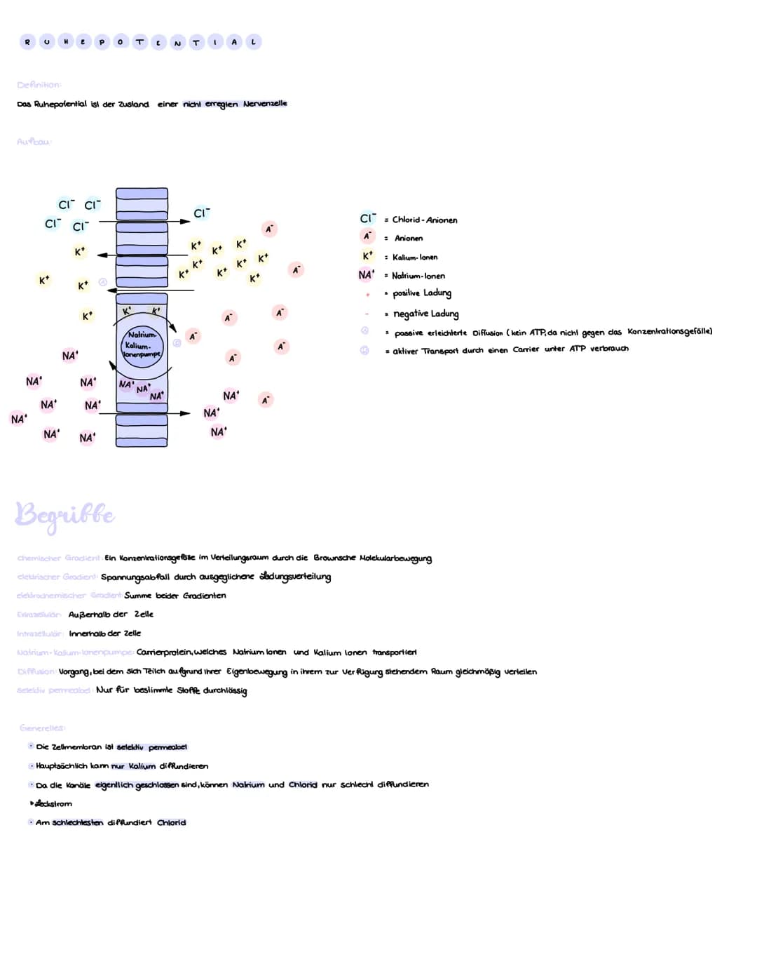 Zellkörper
Nucleolus
Zellkern
Begribbe
N
€ R VE N Sy
Anatomisch (Nach Lage im Körper)
Zentrales Nervensystem
Axonhügel
Axon
Gehirn und Rücke