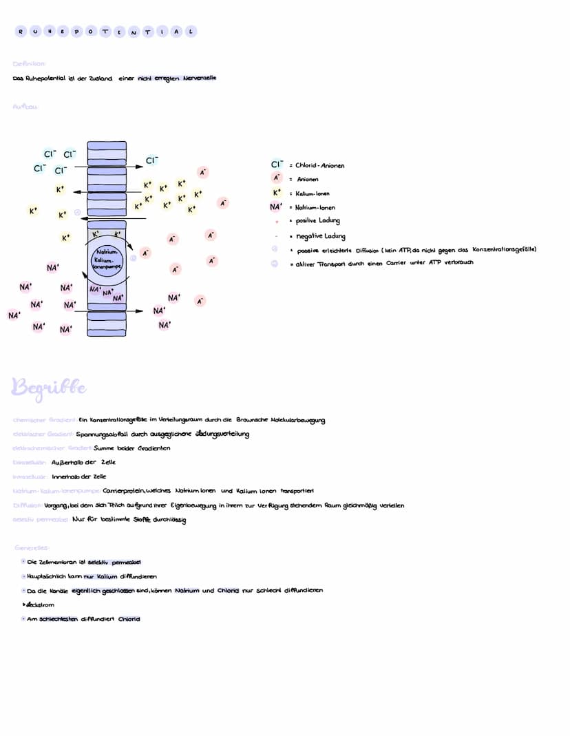 Zellkörper
Nucleolus
Zellkern
Begribbe
N
€ R VE N Sy
Anatomisch (Nach Lage im Körper)
Zentrales Nervensystem
Axonhügel
Axon
Gehirn und Rücke