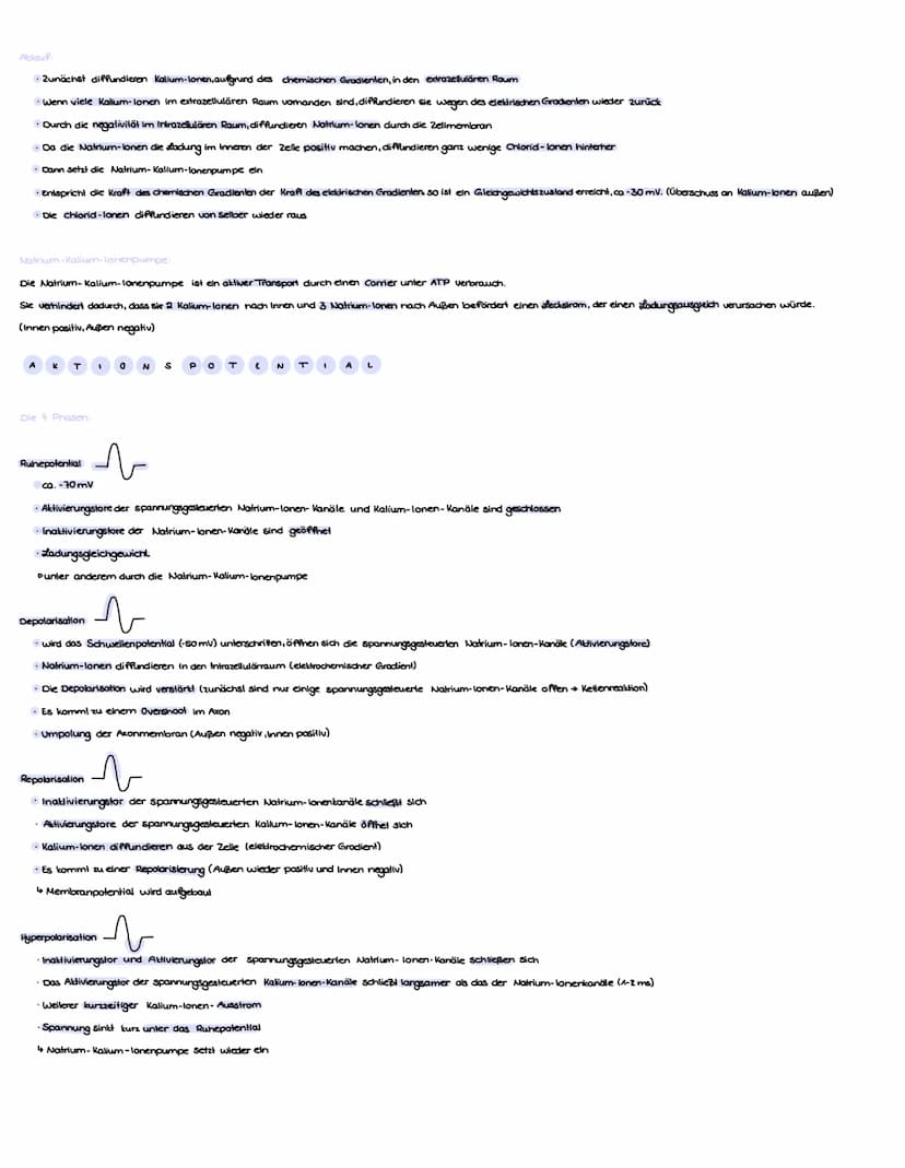 Zellkörper
Nucleolus
Zellkern
Begribbe
N
€ R VE N Sy
Anatomisch (Nach Lage im Körper)
Zentrales Nervensystem
Axonhügel
Axon
Gehirn und Rücke
