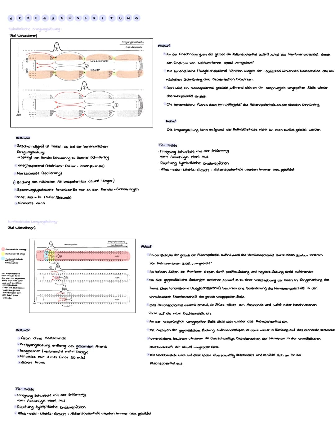 Zellkörper
Nucleolus
Zellkern
Begribbe
N
€ R VE N Sy
Anatomisch (Nach Lage im Körper)
Zentrales Nervensystem
Axonhügel
Axon
Gehirn und Rücke