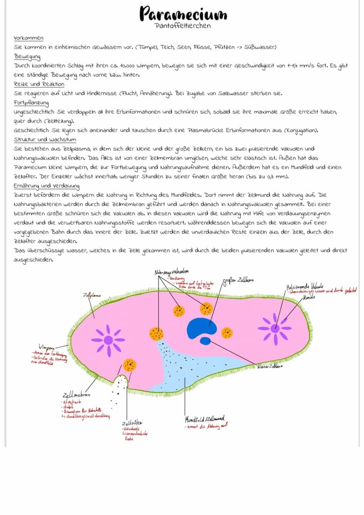 Know Paramecium (Pantoffeltierchen) Zusamenfassung thumbnail