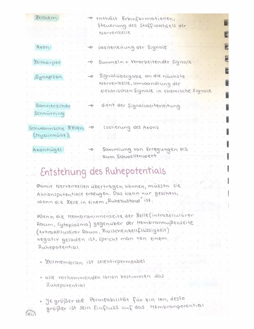 Biologie Klausur
-TRANSPARENZPAPIER-
Aufbau Nervenzelle / Neuron
Ruhepotential
Natrium-kalium- Pumpe
Aktionspotential
Reizweiterleitung
Dend