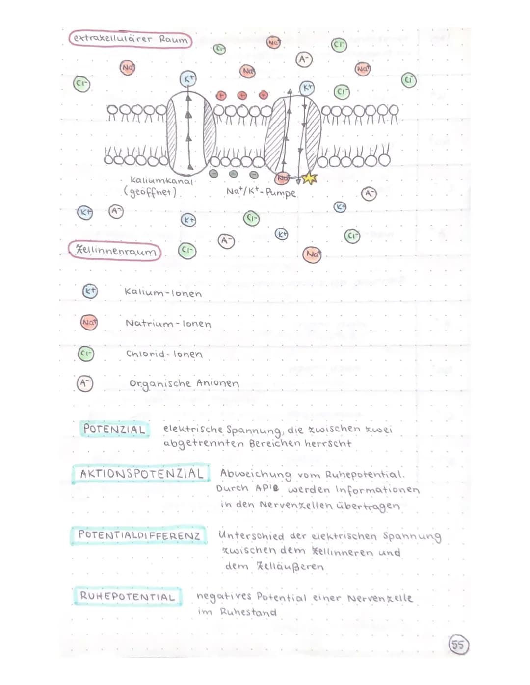 Biologie Klausur
-TRANSPARENZPAPIER-
Aufbau Nervenzelle / Neuron
Ruhepotential
Natrium-kalium- Pumpe
Aktionspotential
Reizweiterleitung
Dend