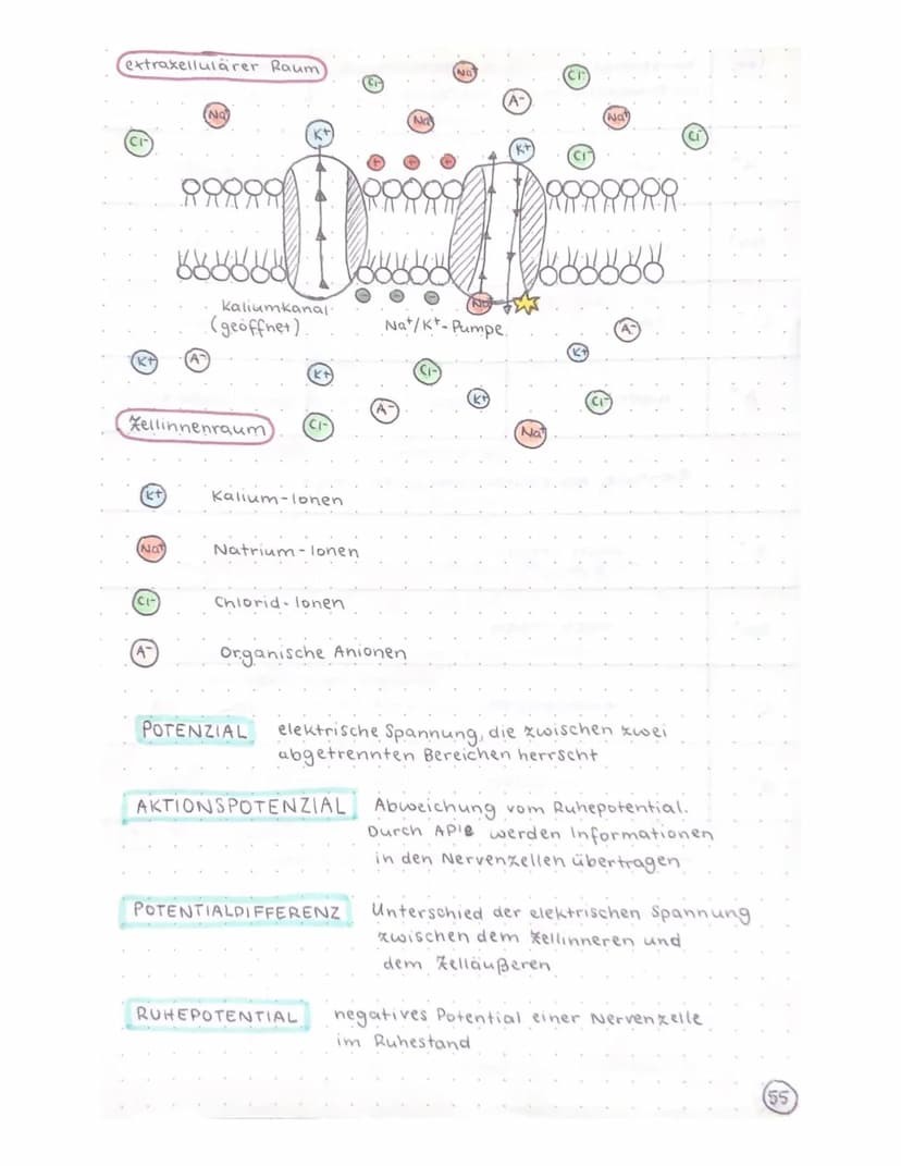 Biologie Klausur
-TRANSPARENZPAPIER-
Aufbau Nervenzelle / Neuron
Ruhepotential
Natrium-kalium- Pumpe
Aktionspotential
Reizweiterleitung
Dend
