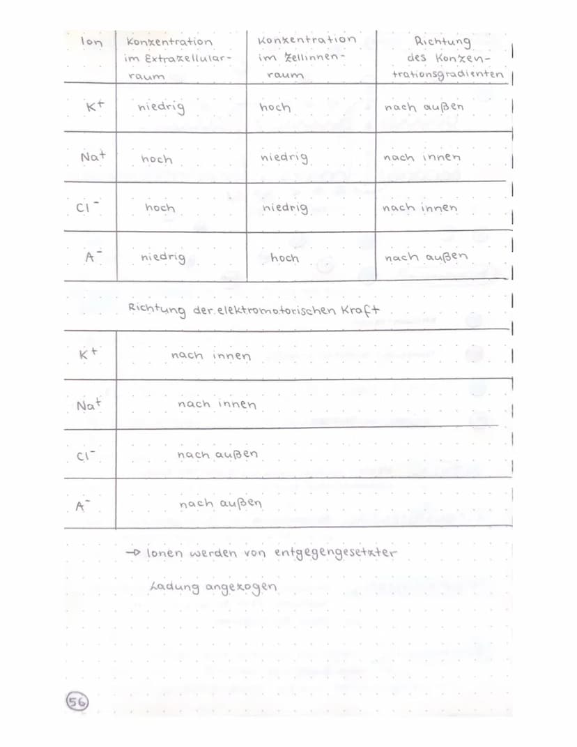 Biologie Klausur
-TRANSPARENZPAPIER-
Aufbau Nervenzelle / Neuron
Ruhepotential
Natrium-kalium- Pumpe
Aktionspotential
Reizweiterleitung
Dend