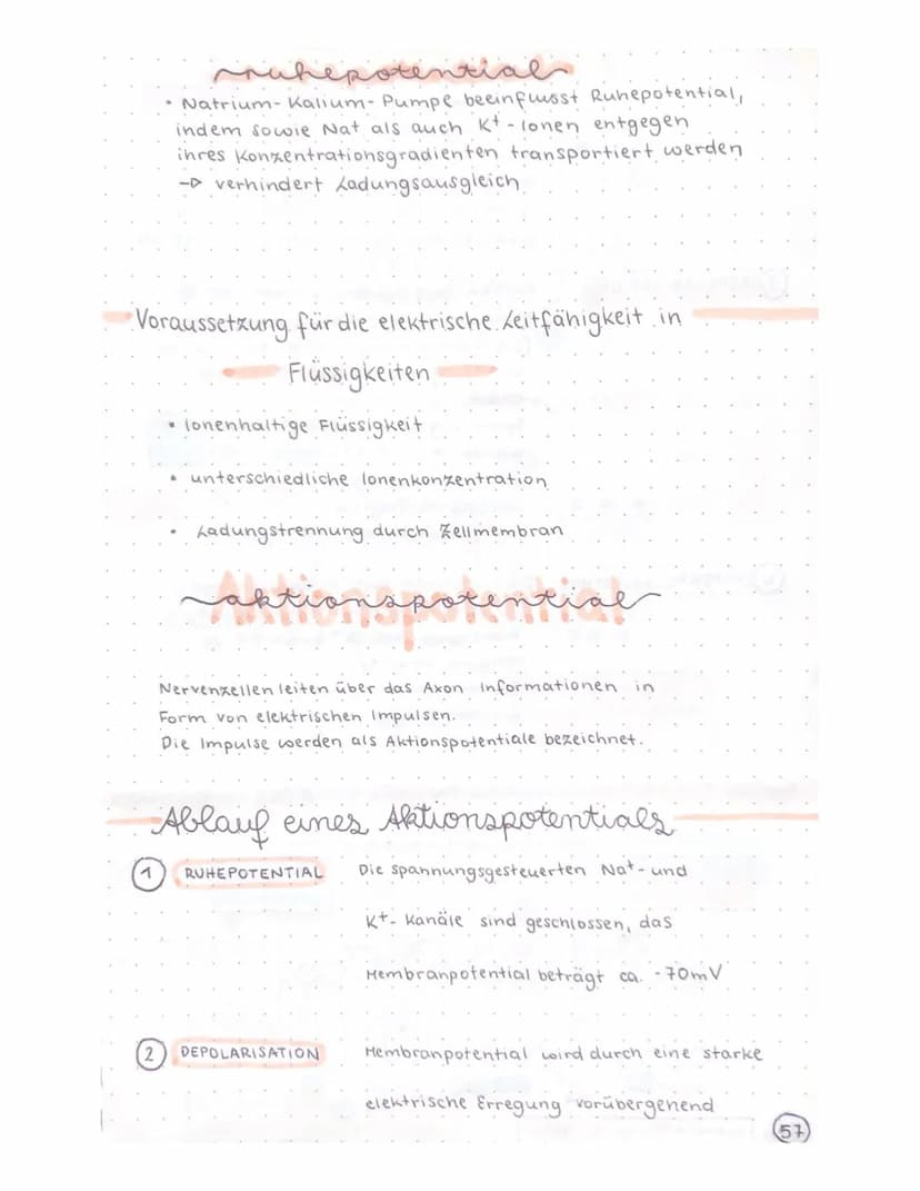 Biologie Klausur
-TRANSPARENZPAPIER-
Aufbau Nervenzelle / Neuron
Ruhepotential
Natrium-kalium- Pumpe
Aktionspotential
Reizweiterleitung
Dend