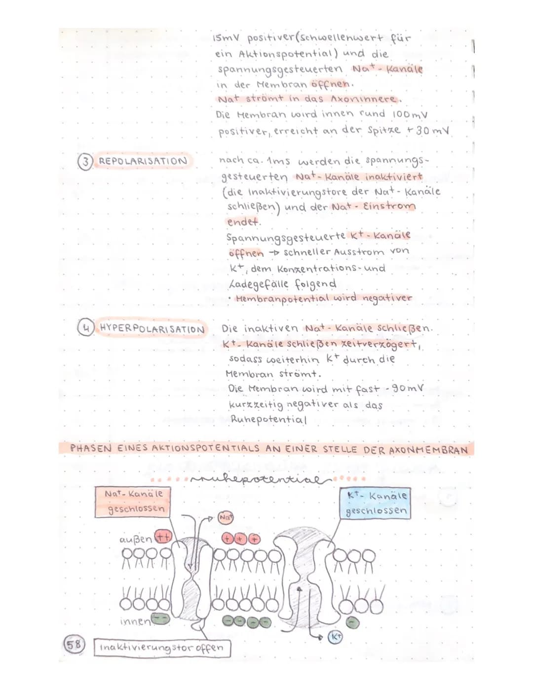Biologie Klausur
-TRANSPARENZPAPIER-
Aufbau Nervenzelle / Neuron
Ruhepotential
Natrium-kalium- Pumpe
Aktionspotential
Reizweiterleitung
Dend