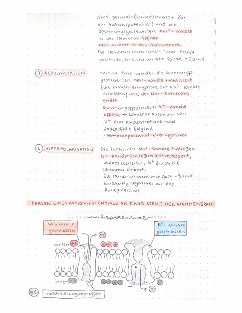 Biologie Klausur
-TRANSPARENZPAPIER-
Aufbau Nervenzelle / Neuron
Ruhepotential
Natrium-kalium- Pumpe
Aktionspotential
Reizweiterleitung
Dend