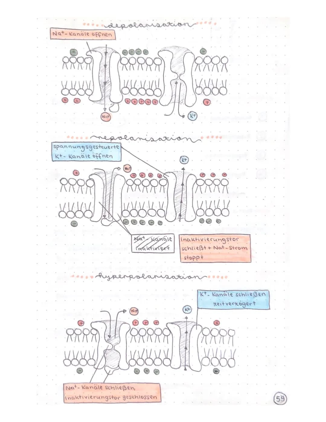 Biologie Klausur
-TRANSPARENZPAPIER-
Aufbau Nervenzelle / Neuron
Ruhepotential
Natrium-kalium- Pumpe
Aktionspotential
Reizweiterleitung
Dend