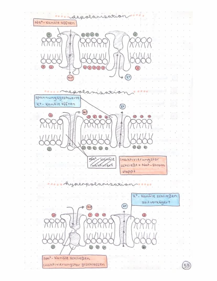 Biologie Klausur
-TRANSPARENZPAPIER-
Aufbau Nervenzelle / Neuron
Ruhepotential
Natrium-kalium- Pumpe
Aktionspotential
Reizweiterleitung
Dend
