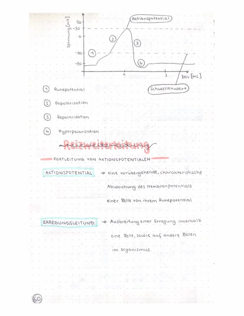 Biologie Klausur
-TRANSPARENZPAPIER-
Aufbau Nervenzelle / Neuron
Ruhepotential
Natrium-kalium- Pumpe
Aktionspotential
Reizweiterleitung
Dend