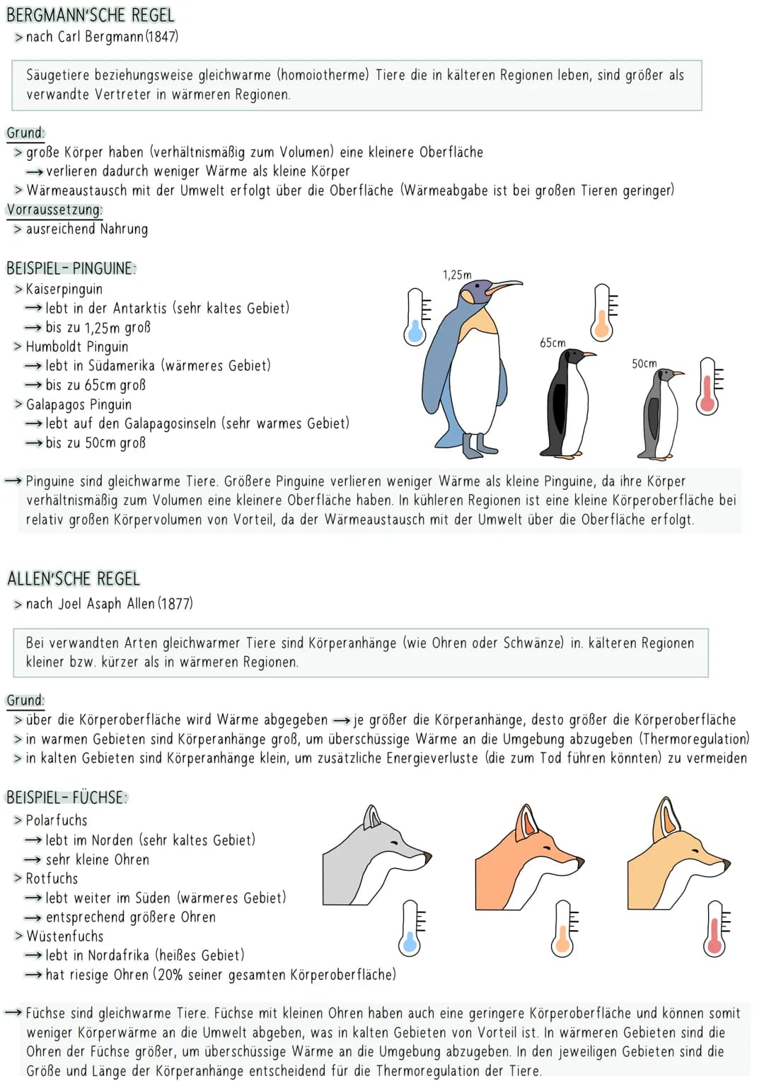 BERGMANN'SCHE REGEL
> nach Carl Bergmann (1847)
Säugetiere beziehungsweise gleichwarme (homoiotherme) Tiere die in kälteren Regionen leben, 