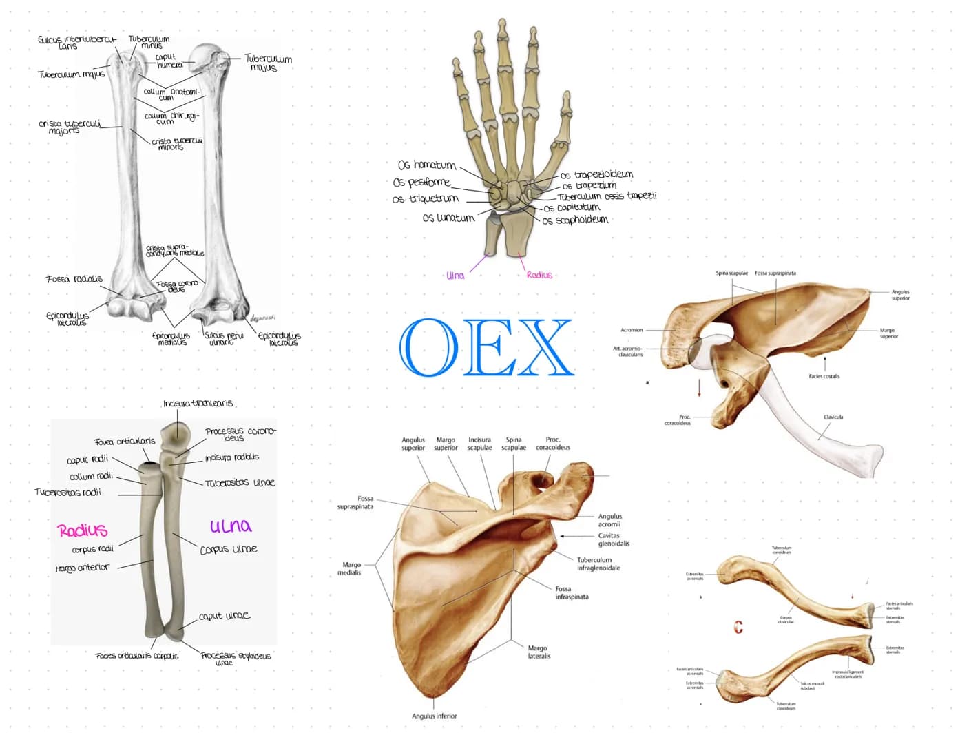 Sulcus intertubercu
Laris
Tuberculum majus
crista tuberculi
majoris
Fossa radialis
Epicondylus
laterals
caput radii
collum radii
Tuberositas