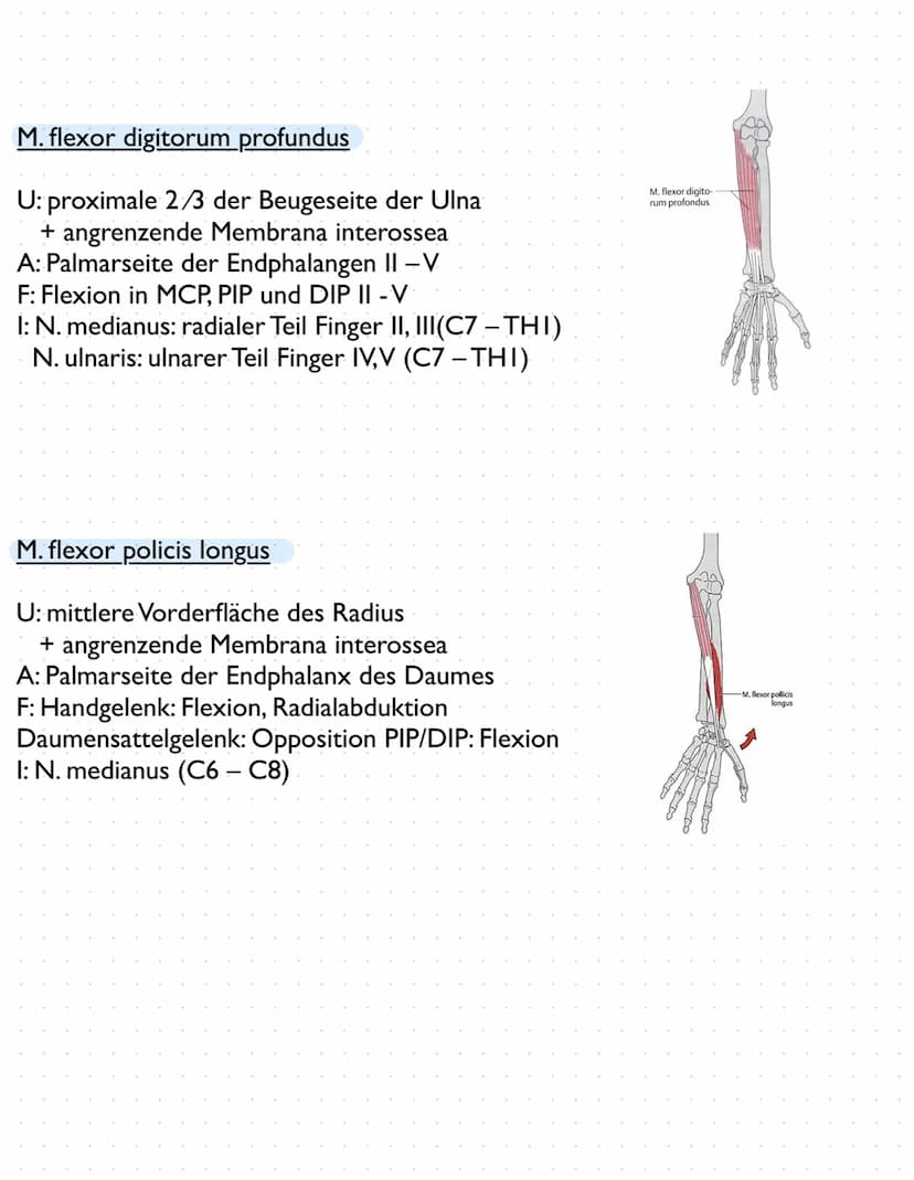 Sulcus intertubercu
Laris
Tuberculum majus
crista tuberculi
majoris
Fossa radialis
Epicondylus
laterals
caput radii
collum radii
Tuberositas