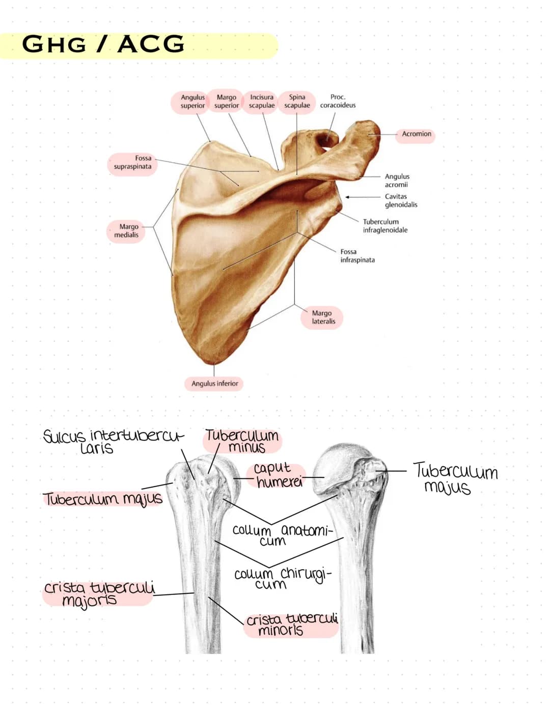 Sulcus intertubercu
Laris
Tuberculum majus
crista tuberculi
majoris
Fossa radialis
Epicondylus
laterals
caput radii
collum radii
Tuberositas