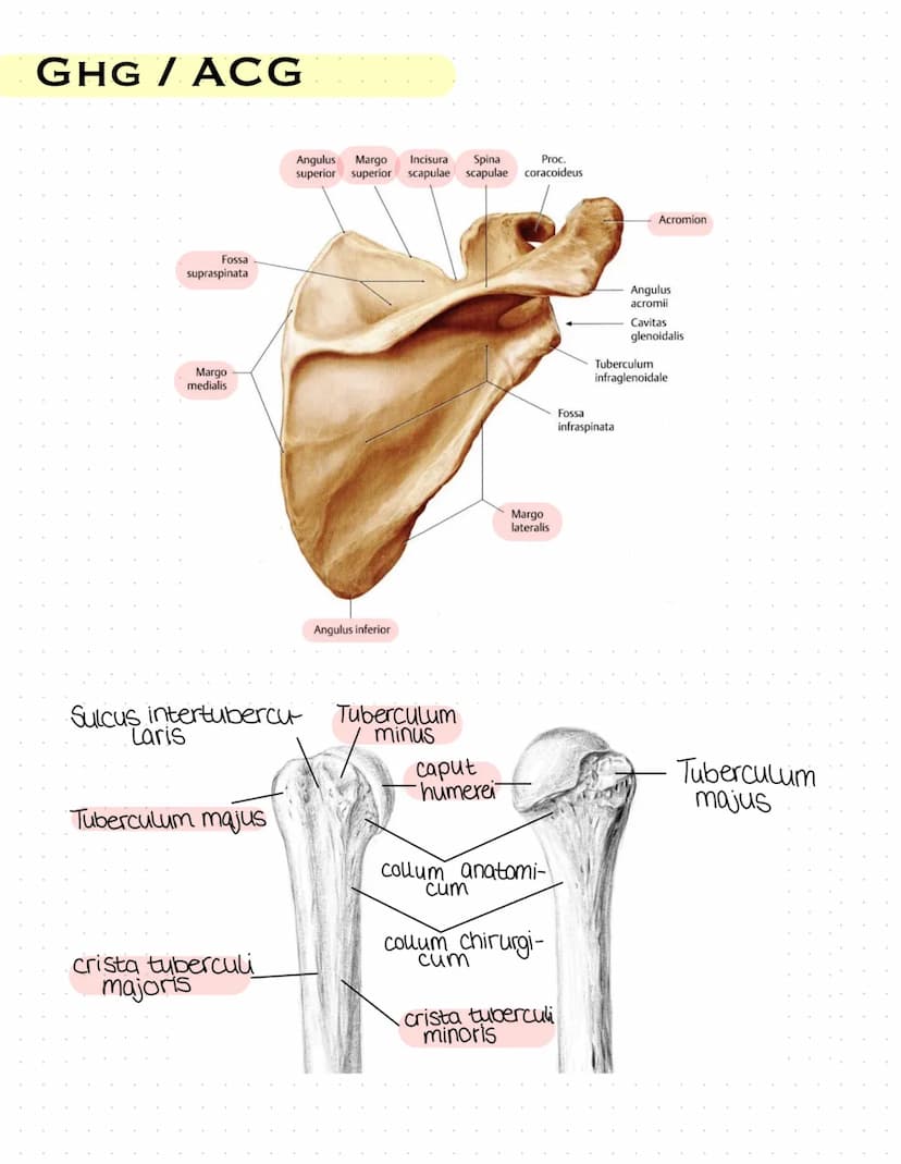Sulcus intertubercu
Laris
Tuberculum majus
crista tuberculi
majoris
Fossa radialis
Epicondylus
laterals
caput radii
collum radii
Tuberositas