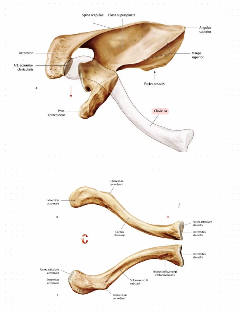 Sulcus intertubercu
Laris
Tuberculum majus
crista tuberculi
majoris
Fossa radialis
Epicondylus
laterals
caput radii
collum radii
Tuberositas