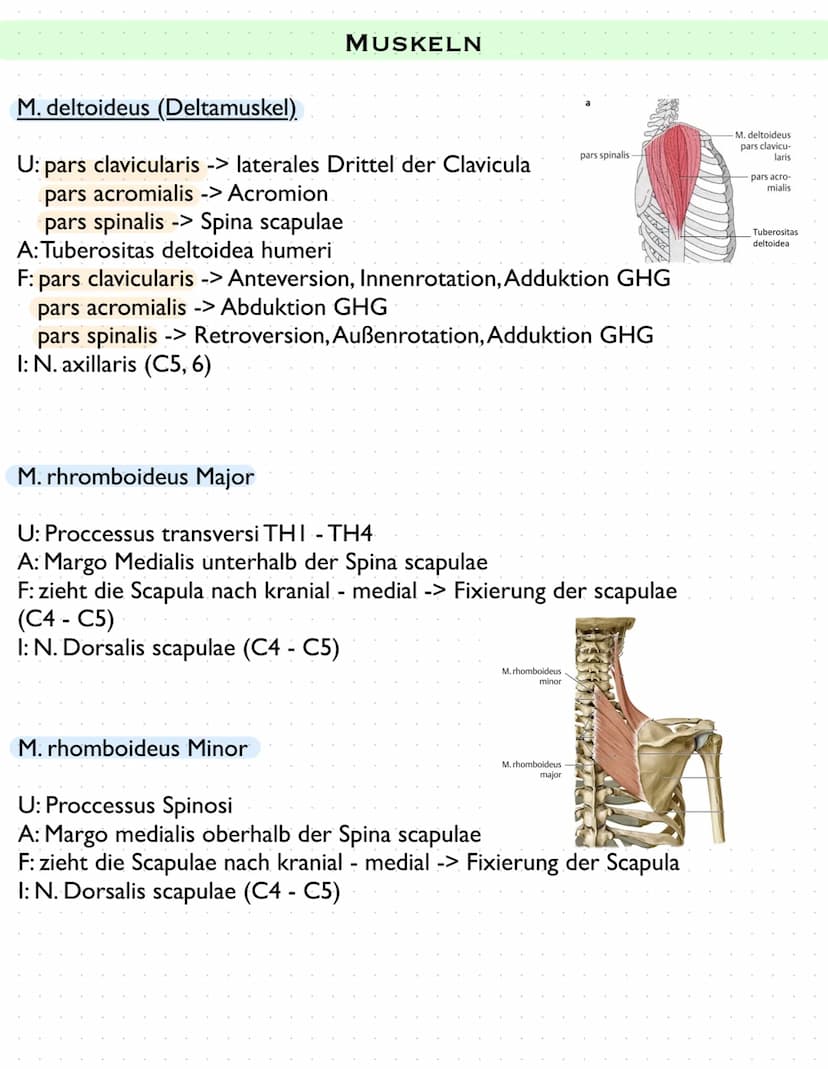 Sulcus intertubercu
Laris
Tuberculum majus
crista tuberculi
majoris
Fossa radialis
Epicondylus
laterals
caput radii
collum radii
Tuberositas
