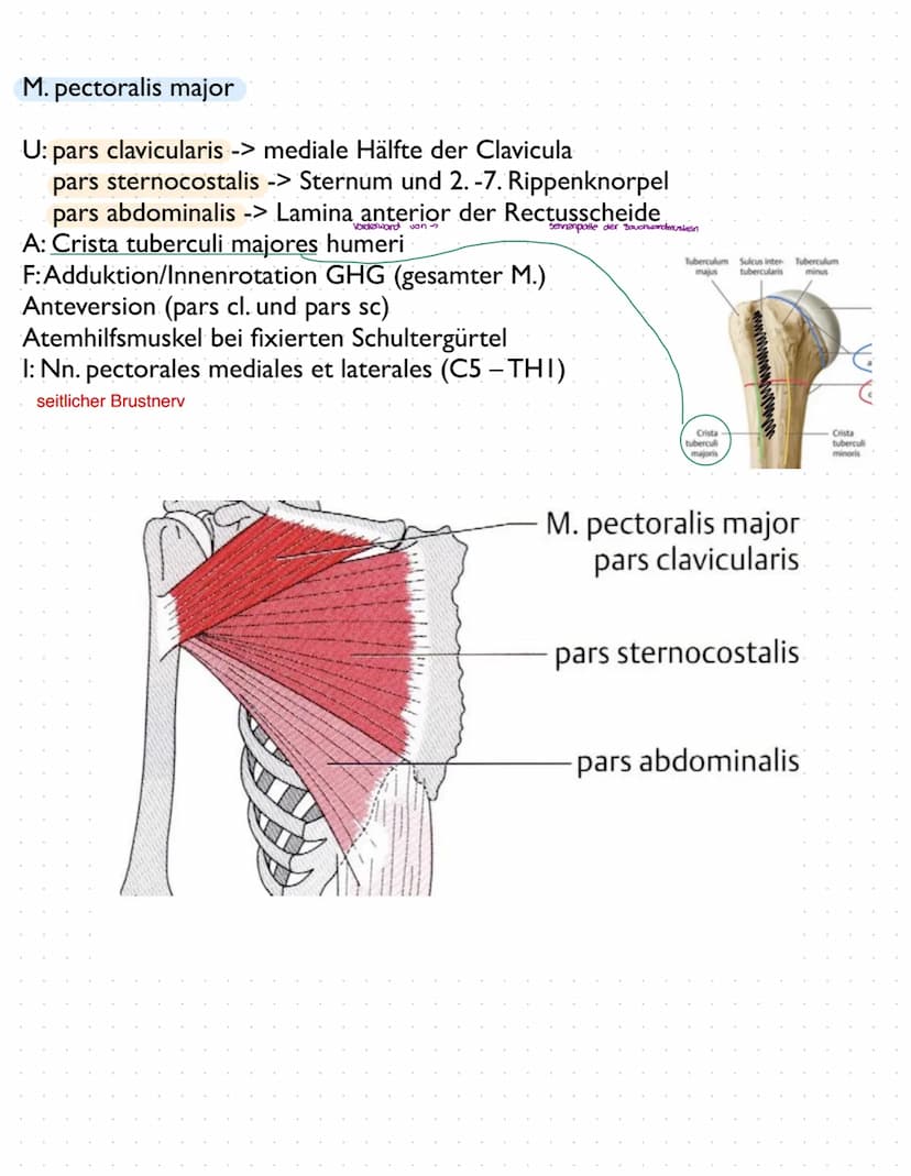 Sulcus intertubercu
Laris
Tuberculum majus
crista tuberculi
majoris
Fossa radialis
Epicondylus
laterals
caput radii
collum radii
Tuberositas